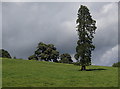 SK2553 : Tall tree near Hopton Hall by Andrew Hill