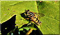 J4581 : Hoverfly, Helen's Bay by Albert Bridge