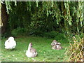 SU5832 : Swan and Cygnets, Alresford, Hampshire by Christine Matthews