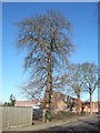 TF4208 : Horse chestnut tree on Station Road, Wisbech St Mary by Richard Humphrey