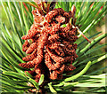 C8530 : Conifer cones, Somerset forest, Coleraine by Albert Bridge