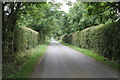 TF3831 : "Tree Tunnel" on lane to Holbeach St Marks by J.Hannan-Briggs