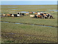 TF5626 : Inquisitive cattle on the salt marsh of The Wash by Richard Humphrey