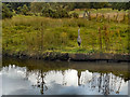 SJ9483 : Heron on Macclesfield Canal by David Dixon