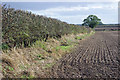 TA0416 : Hedgerow near Burnham by David Wright