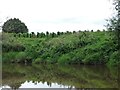 SO8362 : Unusual crop on the west bank of the Severn by Christine Johnstone