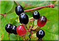 J3268 : Tutsan berries, Minnowburn, Belfast (2) by Albert Bridge