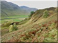 NN6447 : Heavily brackened slopes on the lower part of Carn Gorm by Richard Law