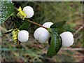 H4772 : Snowberries, Cranny by Kenneth  Allen