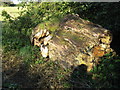 NT2470 : Shaggy Dryad's Saddle in the Hermitage by M J Richardson