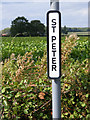 TM3384 : St.Peter sign by Geographer