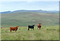 SX5864 : Cattle on Lee Moor by Graham Horn