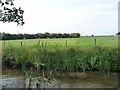 SO9260 : A fringe of reeds along the canal bank by Christine Johnstone