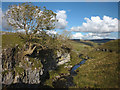 SD8573 : Tree on limestone crag, junction of Lockey Beck and Pen-y-Ghent Gill by Karl and Ali