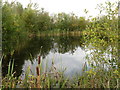 SE4202 : RSPB Old Moor by Dave Pickersgill