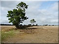 SK1525 : Incomplete field boundary, north of Pipey Lane by Christine Johnstone