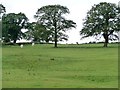 SK1826 : Cattle grazing by a small patch of trees by Christine Johnstone