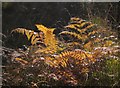 TQ2272 : Bracken fronds, Wimbledon Common by Derek Harper