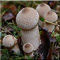 TQ8391 : Common Puffball by John Myers