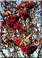 NJ3362 : Rowan Berries by Anne Burgess