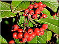 J3675 : Cotoneaster berries, Belfast by Albert Bridge