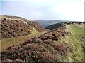 NZ6800 : A cutting on the former Rosedale Railway by Christine Johnstone