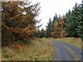 NY7875 : Forest road near Middleburn Farm by Oliver Dixon