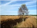 NY0569 : A silver birch tree at Longbridge Muir by Walter Baxter