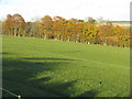 NT5541 : Autumn beeches in Lauderdale by M J Richardson