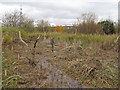 TQ5579 : Cleared area in waterlogged marsh by Roger Jones