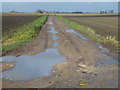 TL2390 : The last great mere - Whittlesey Mere near Engine Farm by Richard Humphrey