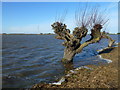 TL2798 : Flood and willow on Whittlesey Wash - The Nene Washes by Richard Humphrey