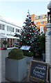 TQ2677 : Christmas Tree outside The Bluebird Chelsea by PAUL FARMER