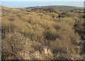 SS8577 : Vegetation at Burrows Well, Merthyr Mawr Warren by eswales