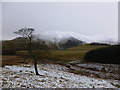 NT2164 : Tree on lower slopes of Harbour Hill by Alan O'Dowd