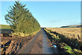  : Minor road near Drumlithie by Steven Brown