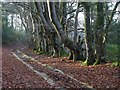 SX7878 : Haytor Granite Tramway in Yarner Wood by Derek Harper