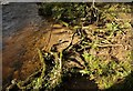 SX7979 : Roots and miniature beach by the Bovey by Derek Harper