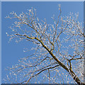 SE7974 : Frosted branches by Pauline E