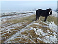 TL5189 : Horse on Hundred Foot Bank - The Ouse Washes south of Welney by Richard Humphrey