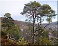 NH3239 : Scots Pine, Glen Strathfarrar by Craig Wallace