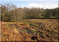 SX7878 : Marshy valley, Reddaford Water by Derek Harper