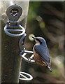 SX7878 : Nuthatch at Yarner Wood by Derek Harper