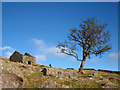 SD1996 : Roofless barn and tree south of Great Worm Crag by Karl and Ali