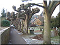 SP2043 : Curiously-shaped trees and thatched house, Ilmington by Barbara Carr