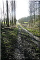 SP2934 : Bridleway in Long Compton Woods by Graham Horn