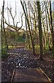 SO8474 : Mud, mud, glorious mud at Spennells Valley Nature Reserve, Spennells, Kidderminster by P L Chadwick