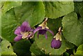 SX9065 : Violets, Old Woods Hill, Torquay by Derek Harper