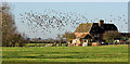 ST9160 : Flock of birds above Seend Park Farm by Gillie Rhodes