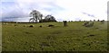 NY5737 : Long Meg & Her Daughters by Andrew Curtis